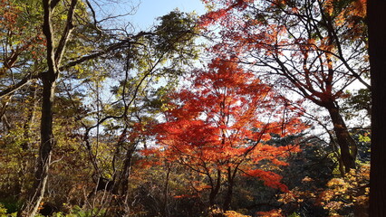 五色沼自然探勝路の紅葉