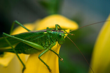 a green grasshopper sits on a yellow lily in dewdrops early in the morning