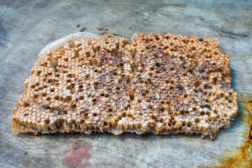 Macro close up on a dried and emptied old golden honeycomb lying on the table in a beekeepers small sunny garden in Poland in Eastern Europe
