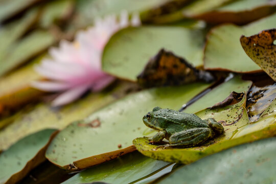 beautiful water lily in a pond with frog