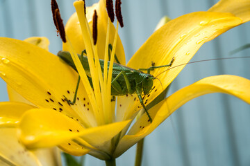 a green grasshopper sits on a yellow lily in dewdrops early in the morning