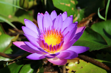 Closeup of a Stunning Purple Water Lily Blooming in the Sunlight