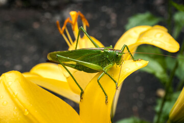 a green grasshopper sits on a yellow lily in dewdrops early in the morning