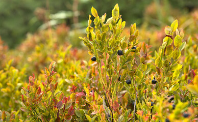 Borówka czarna (Vaccinium myrtillus L.), Bukowe Berdo, Bieszczady, Karpaty, Polska, Europa