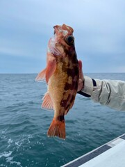 船釣りで釣ったメバル