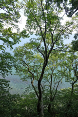 Baum bei Sassnitz auf Ruegen