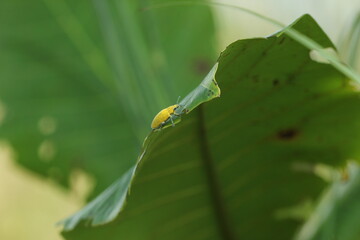 yellow insect on the leaf