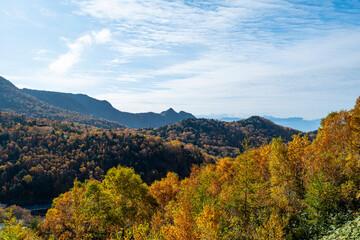 秋, 風景, 自然, 落ちる, 森, 木