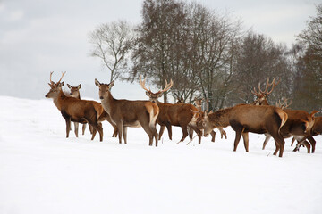 Rothirsch / Red deer / Cervus elaphus