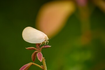 A plant hopper sitting on a top of plant leaf