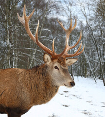 Rothirsch / Red deer / Cervus elaphus