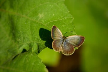 Pale grass blue butterfly opened his  wings on a green leaf. Slective focus. High quality photo