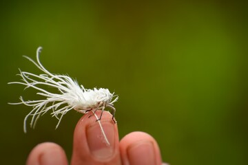 Planthopper  nymph on top of  finger 