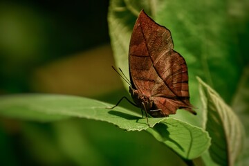 Like a dry leaf, a brown - winged butterfly sitting on a green leaf. Kallima inachus, the orange oakleaf. Slective focus. High quality photo