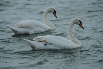 swans swimmig in Lake Balaton