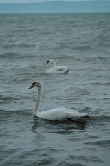 swans swimmig in Lake Balaton