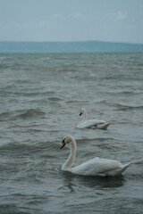 swans swimmig in Lake Balaton