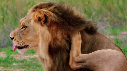 Fototapeta na wymiar I took a picture of my lion in savannah