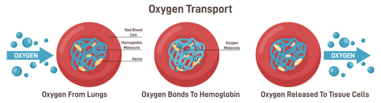 Respiration, gas exchange mechanism. Red blood cells oxygen