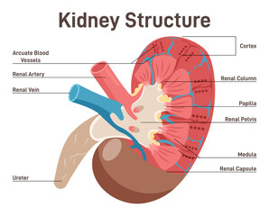 Fototapeta premium Human kidney anatomy. Cross section diagram. Healthy internal organ.