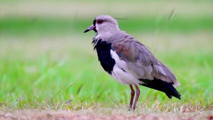 Here's photo of a lapwing bird, a type of bird commonly seen in North Africa.
