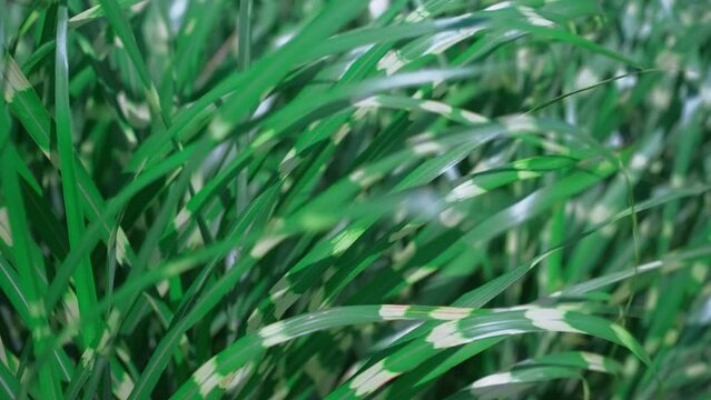 Tall grass with green and white leaves moves in gusts of wind, background of a park or garden (Phalaris arundinacea or canary grass) Footage 4k in real time