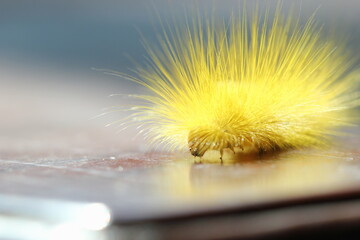 beautiful yellow caterpillar