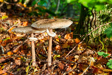 pilze herbst