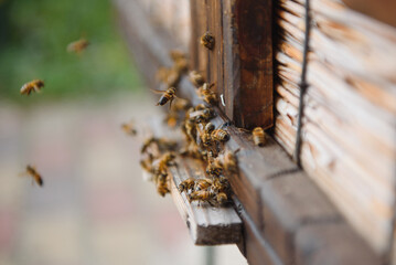 Close up of flying bees. Wooden beehive and bees.
