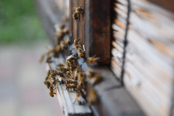 A lot of bees returning to bee hive and entering beehive with collected floral nectar and flower pollen. Swarm of bees collecting nectar from flowers. Healthy organic farm honey.