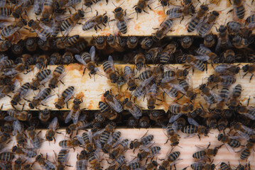 Frames of a beehive. Close up view of the opened hive body showing the frames populated by honey bees