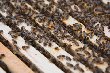 Close up view of the opened hive body showing the frames populated by honey bees