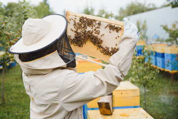 Beekeeping, beekeeper at work, bees in flight.