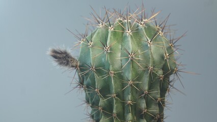 Blooming cactus on a gray background