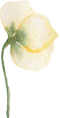 Watercolor Floral Filler