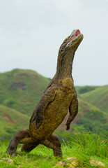 Komodo dragon is standing upright on their hind legs. Indonesia. Komodo National Park.
