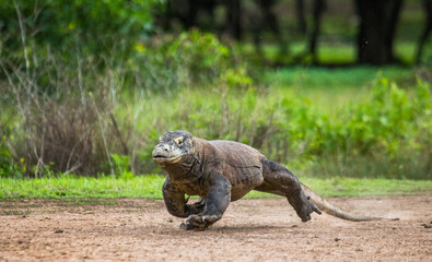 Komodo dragon is running along the ground. Indonesia. Komodo National Park.