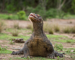Komodo dragon is on the ground. Indonesia. Komodo National Park.