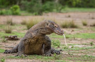Fototapeta premium Komodo dragon is on the ground. Indonesia. Komodo National Park.