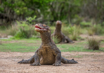 Komodo dragon is on the ground. Indonesia. Komodo National Park.