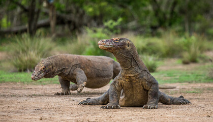 Komodo dragon is on the ground. Indonesia. Komodo National Park.
