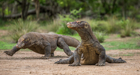 Komodo dragon is on the ground. Indonesia. Komodo National Park.