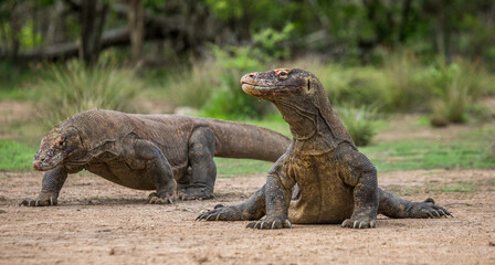 Komodo dragon is on the ground. Indonesia. Komodo National Park.