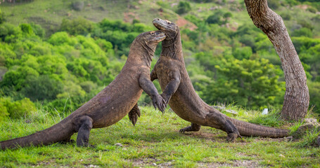 Komodo Dragons are fighting each other. Indonesia. Komodo National Park.