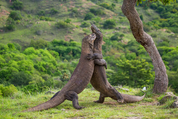Fototapeta premium Komodo Dragons are fighting each other. Indonesia. Komodo National Park.