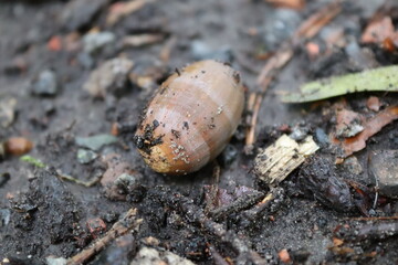 Acorn covered with dirt on a wet forest ground in the middle of autumn.