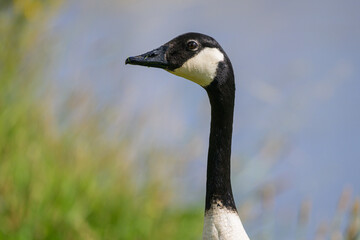 Portrait of a Canada Goose in a meadow