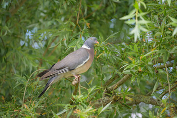 Fototapeta premium A common wood pigeon sitting on a tree