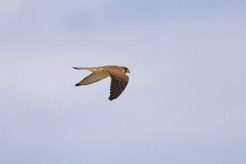 A Common Kestrel in flight on a cloudy day in summer