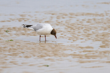 A black-headed gull walking on the beach